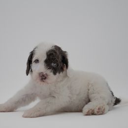 Boy 3 - Chocolate male Goldendoodle puppy in Lafayette, Alabama from Sweethaven Kennels