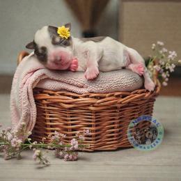 Daisy Mae - Parti female Miniature Schnauzer puppy in Magalia, California from NorCal Schnauzers