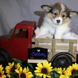 Colton - Sable male Pembroke Welsh Corgi puppy in Purcellville, Virginia from Rhone River Farm Pembroke Welsh Corgis