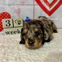 Boy two - Black and cream male Dachshund puppy in Lakeland, Florida from Ruthie’s Rich Mini Dachshunds