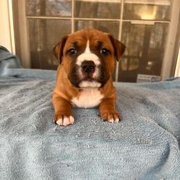 Comet - Red female American Staffordshire Terrier puppy in Marietta, Georgia from Ambition Amstaffs