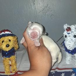 Girl 2 - Black gold and white female Shih Tzu puppy in Birmingham, Alabama from K&D kennels