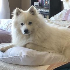 Apollo - American Eskimo Dog