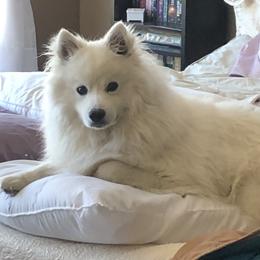 Apollo - American Eskimo Dog