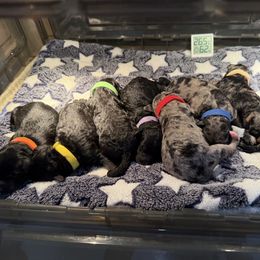 Goldendoodle puppies from Goldendoodles on the Prairie