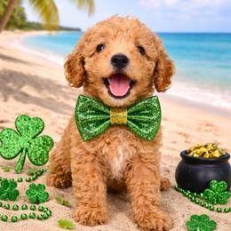 Stunner - Apricot male Goldendoodle puppy in Daytona Beach, Florida from Beach Doodles