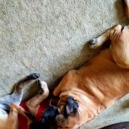 Mastiff All Grown Up from Deborah Hatch