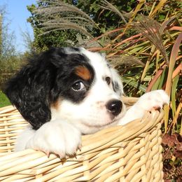 Bernedoodle, Goldendoodle, and Sheepadoodle Puppies from Country Meadow Doodles