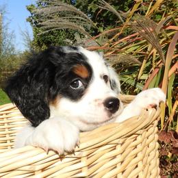 Bernedoodle, Goldendoodle, and Sheepadoodle Puppies from Country Meadow Doodles