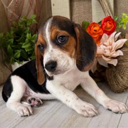 Boomer - Black white and tan male Beagle puppy in West Plains, Missouri from Suncreek Puppies