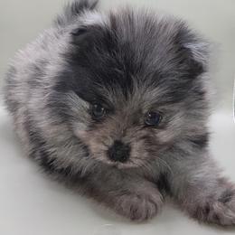 Blue eye  blue Merle Boy 2 - Blue merle male Pomeranian puppy in Windham, Maine from New England Exotic Pomeranians