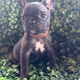 Brown collar - Black male French Bulldog puppy in Cordes Lakes, Arizona from Puppy Love AZ LLC