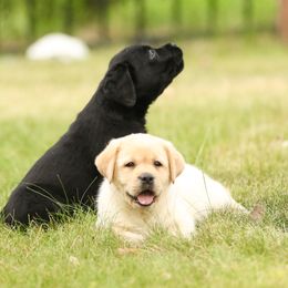 Labrador Retriever Puppies from Niall’s Labrador Retrievers