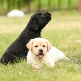 Labrador Retriever Puppies from Niall’s Labrador Retrievers
