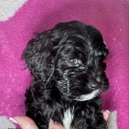 Love - Black and white female Cavapoo puppy in Mount Vernon, Texas from S and J Cavapoos