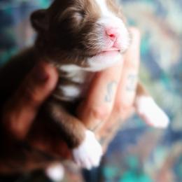 Assam - Red & white male Miniature American Shepherd puppy in Battle Ground, Washington from Casita Miniature American Shepherds
