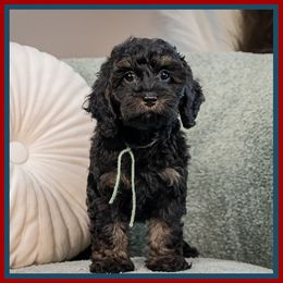 Brooks - Black male Cockapoo puppy in Connersville, Indiana from Deaz Doodle Ranch