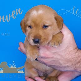 Labrador Retriever Puppies from AGL Retrievers