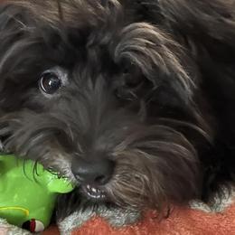 Havanese from Havanese Home Raised of Pensacola, FL