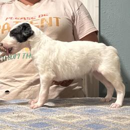 Girl 4 - Silver female Borzoi puppy in Marysville, California from Justart Borzoi