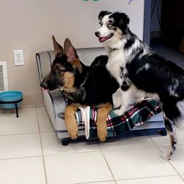 Miniature Australian Shepherd All Grown Up from Klatt's Mini Aussies