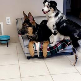 Miniature Australian Shepherd All Grown Up from Klatt's Mini Aussies