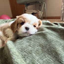 Merica - Blenheim female Cavalier King Charles Spaniel puppy in Hays, Kansas from MacArthur Cavi’s