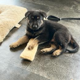 Tan Male - Black and tan male German Shepherd puppy in Herkimer, New York from Render Kennels