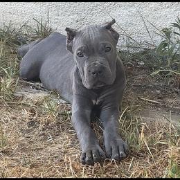 Cane Corso Puppies from Giosci Cane Corso
