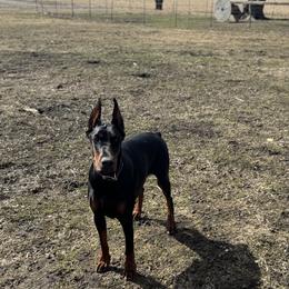 Hera - Doberman Pinscher