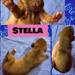 STELLA - Chocolate female Great Dane puppy in Wellsville, New York from Prophecy Danes