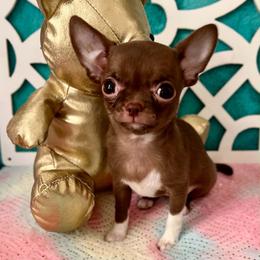 Nutella - Chocolate female Chihuahua puppy in Mesa, Arizona from Arizona Dream Chihuahuas