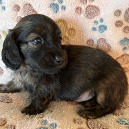 Fallon - Brindle male Dachshund puppy in Nampa, Idaho from 208 Wiener Wiggle Butts LLC
