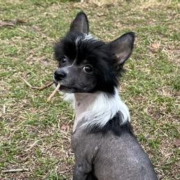 Chinese Crested Puppies from BryMar Chinese Cresteds