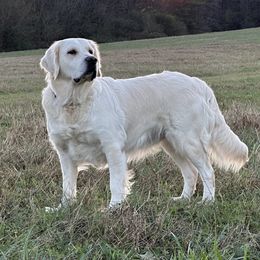 Riley - Golden Retriever