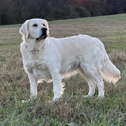 Riley - Golden Retriever