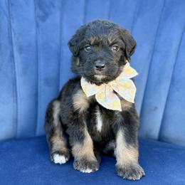 Anne - Phantom female Bernedoodle puppy in Bellville, Ohio from Bernedoodle Buddies