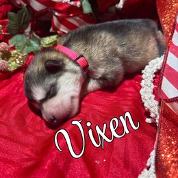 Vixen - Gray and white female Alaskan Malamute puppy in Giddings, Texas from Strong Water Malamutes