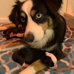 Mezzie - Toy Australian Shepherd