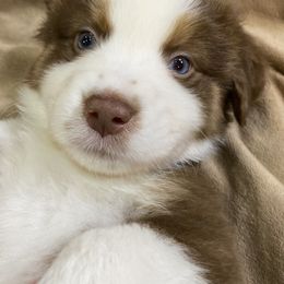 Miniature Australian Shepherd Puppies from 4J Aussies