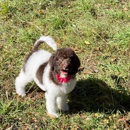 Bernedoodle, Cavapoo, and Newfoundland Puppies from Dyer Lake Newfoundlands