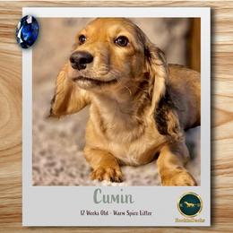 Cumin - Cream male Dachshund puppy in Cave Junction, Oregon from Rockindachs