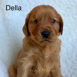 Della - Dark golden female Golden Retriever puppy in La Verne, California from 4LoveofGoldens