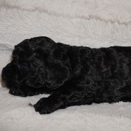 Cockapoo and Poodle Puppies from Puppie Poos 4 U