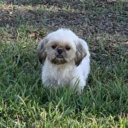 Kami - Shih Tzu