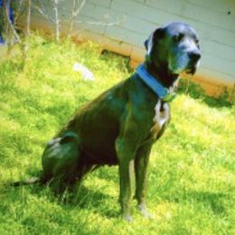 Great Danes from TLC B & G KENNELZ