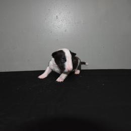 Female - Black brindle and white female Miniature Bull Terrier puppy in Fontana, California from JLB Beagles & MBT