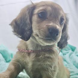 Pistachio - Cream female Dachshund puppy in Sacramento, California from MiniDoxPups