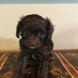 Cockapoo Puppies from Rouffman Doodles