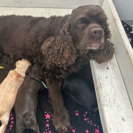 Marvel - Cocker Spaniel